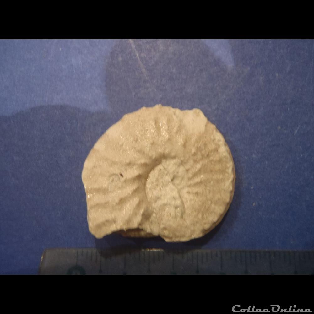 coquillage fossile invertebre schloenbachia varians