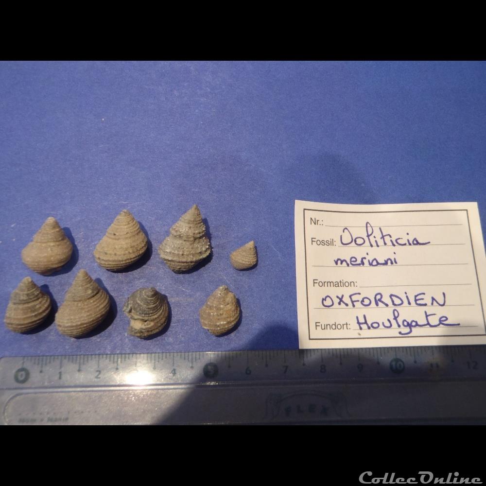 coquillage fossile invertebre encyclus meriani
