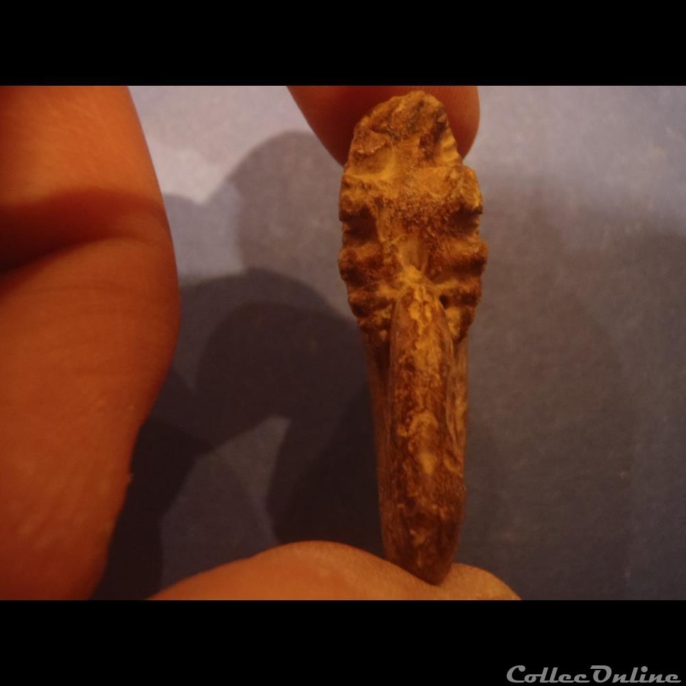 coquillage fossile invertebre taramelliceras