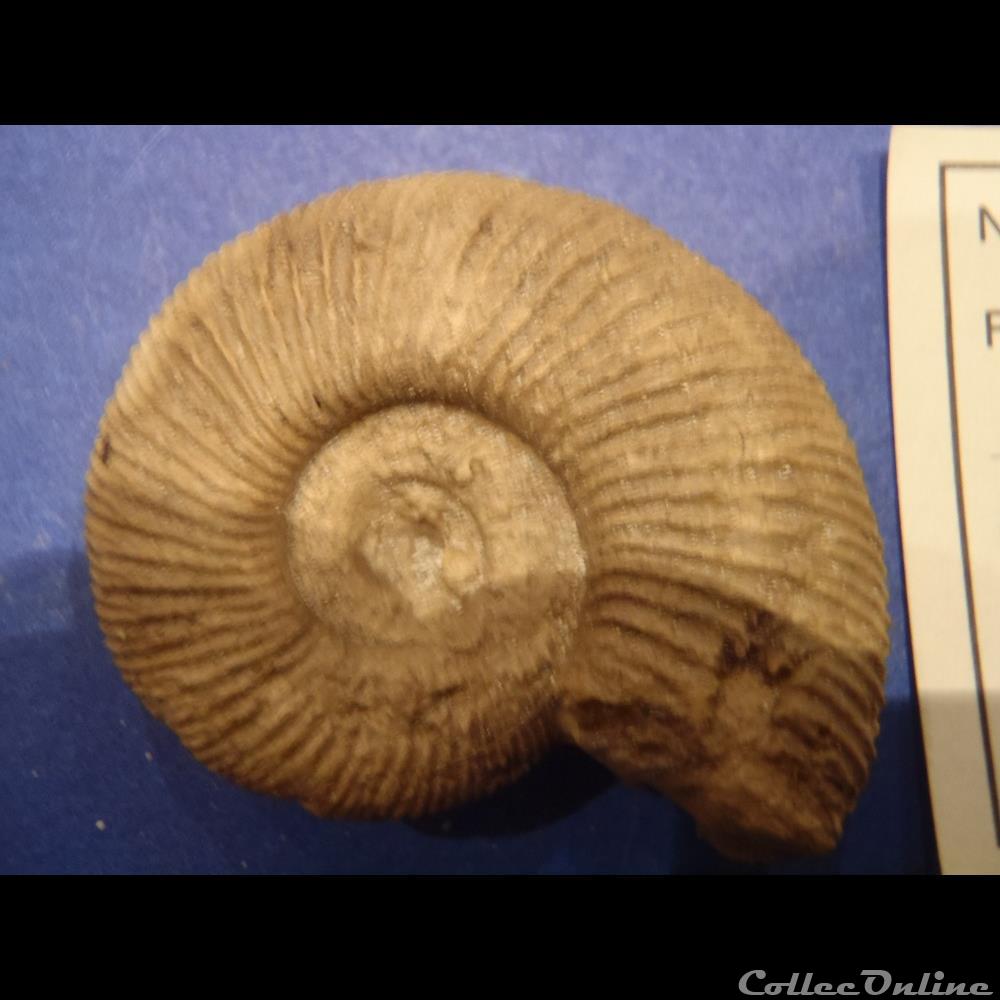Perisphinctes plicatalis 3 coquillage fossile invertebre perisphinctes plicatalis