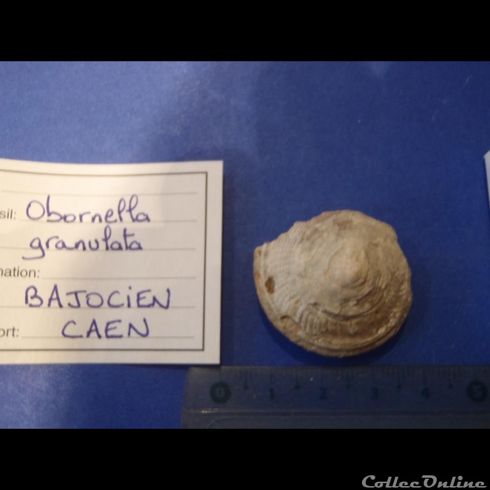Obornella granulata coquillage fossile invertebre obornella granulata