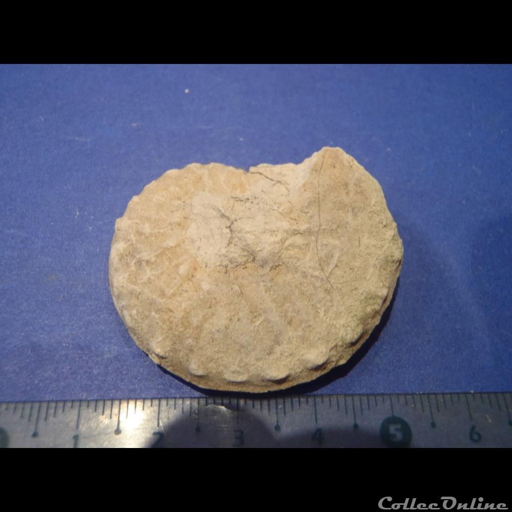 Schloenbachia varians 3 coquillage fossile invertebre schloenbachia varians