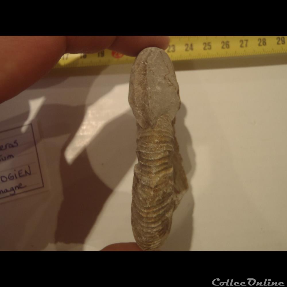 coquillage fossile invertebre ataxioceras planulatum