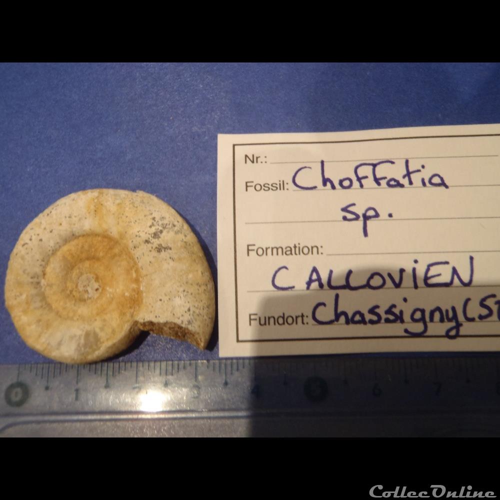 coquillage fossile invertebre choffatia sp