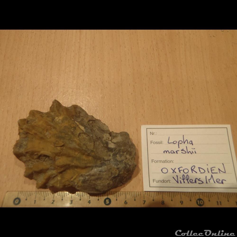 Lopha marshii coquillage fossile invertebre lopha marshii