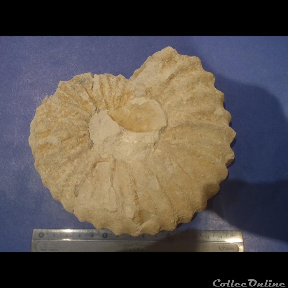 Calycocéras coquillage fossile invertebre calycoceras