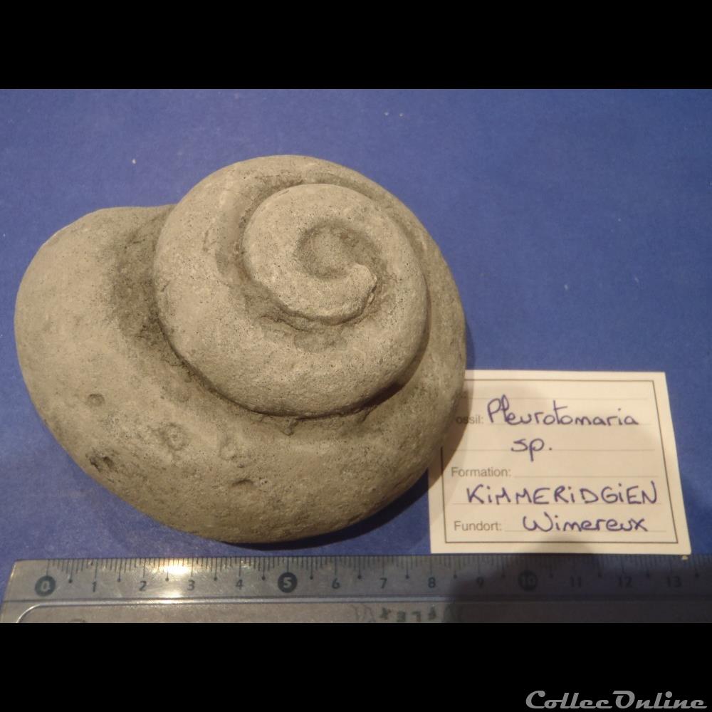 Pleurotomaria sp. coquillage fossile pleurotomaria sp