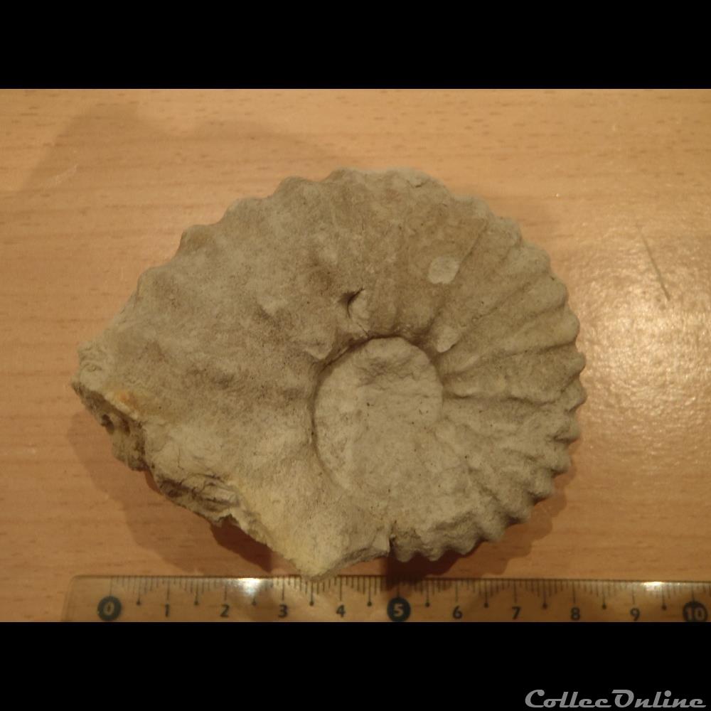 Mantelliceras mantelli coquillage fossile invertebre mantelliceras mantelli