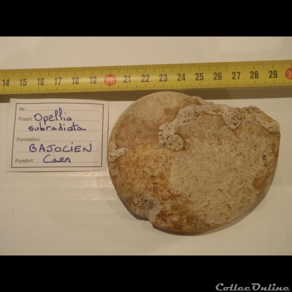 Opelia subradiata coquillage fossile invertebre opelia subradiata