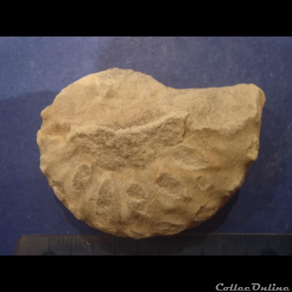 Schloenbachia varians 3 coquillage fossile invertebre schloenbachia varians