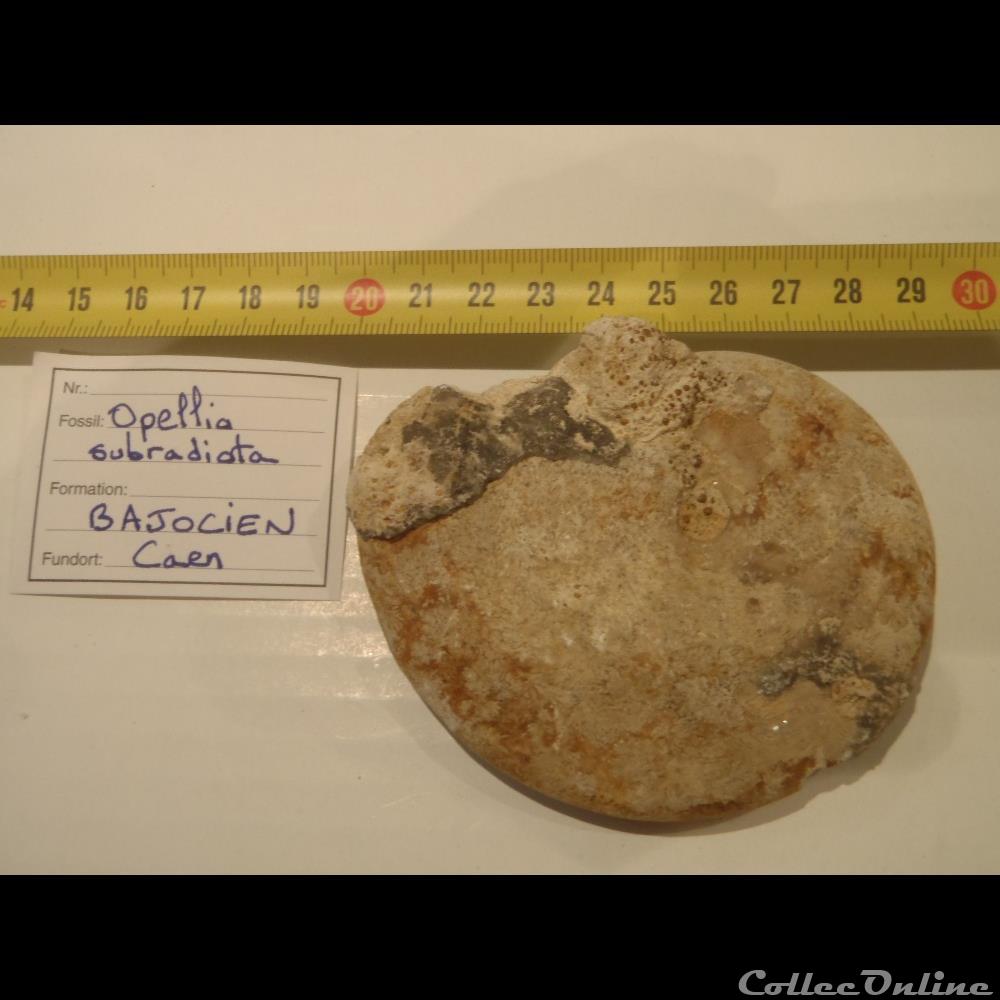 Opelia subradiata 2 coquillage fossile invertebre opelia subradiata
