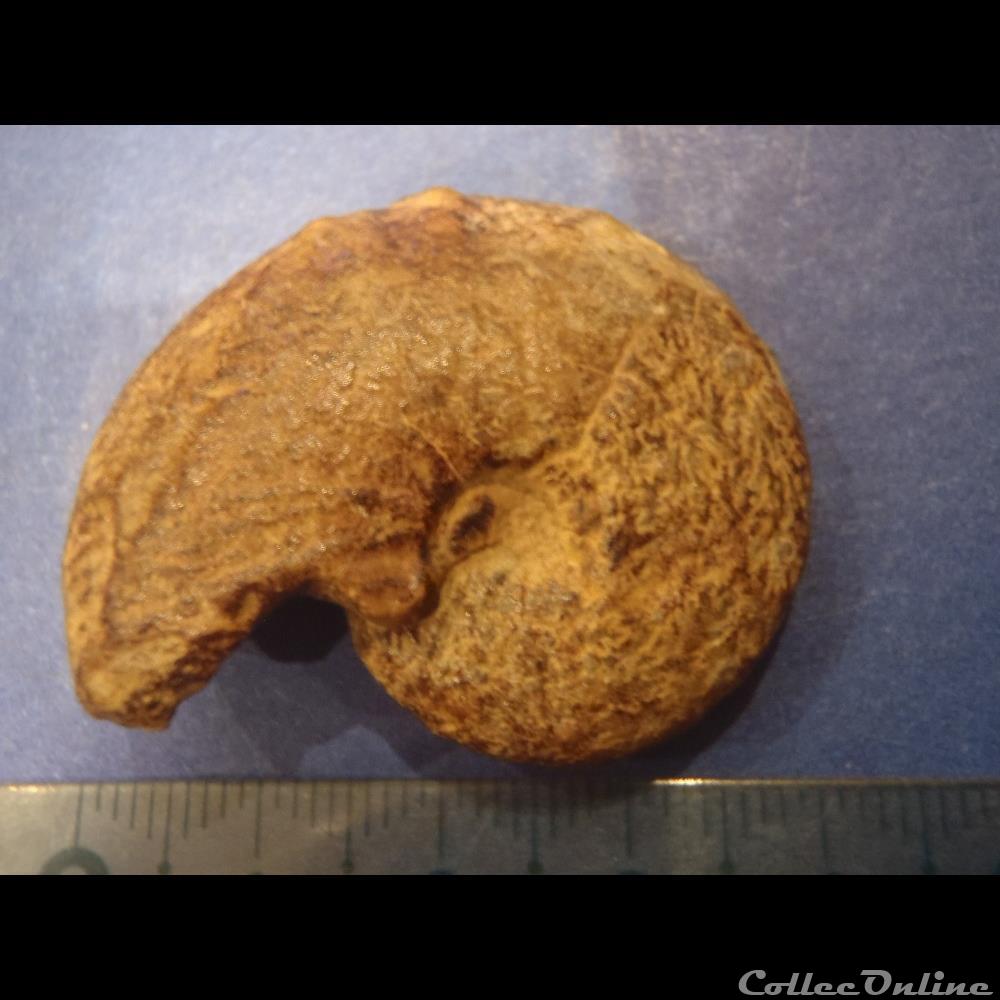 coquillage fossile taramelliceras