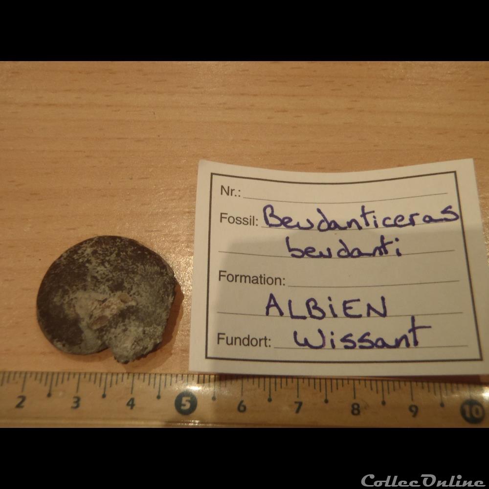 Beudanticeras beudanti coquillage fossile invertebre beudanticeras beudanti