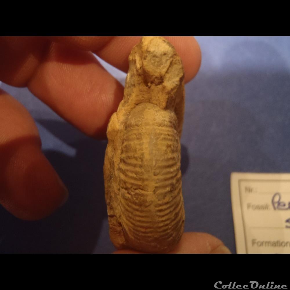Perisphinctes sp. 3 coquillage fossile perisphinctes sp
