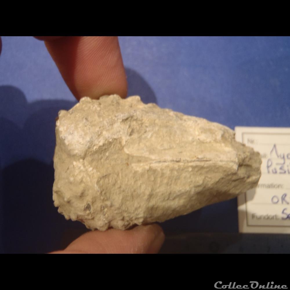 Myophorella lusitanica 4 coquillage fossile invertebre myophorella lusitanica