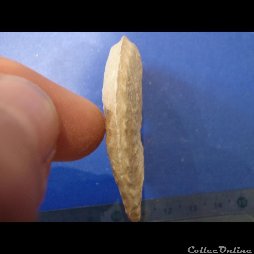 Schloenbachia varians 2 coquillage fossile invertebre schloenbachia varians