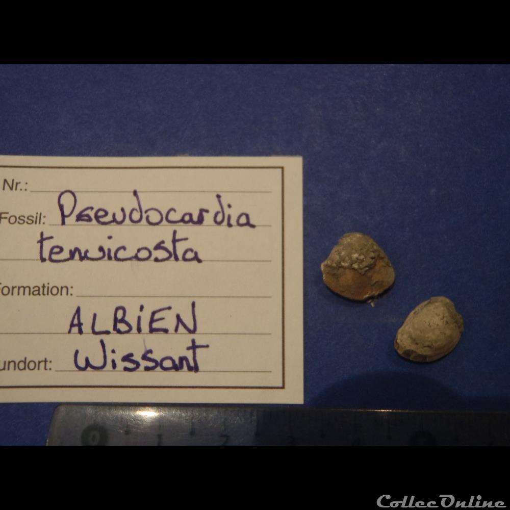 Pseudocardia tenuicosta coquillage fossile invertebre pseudocardia tenuicosta