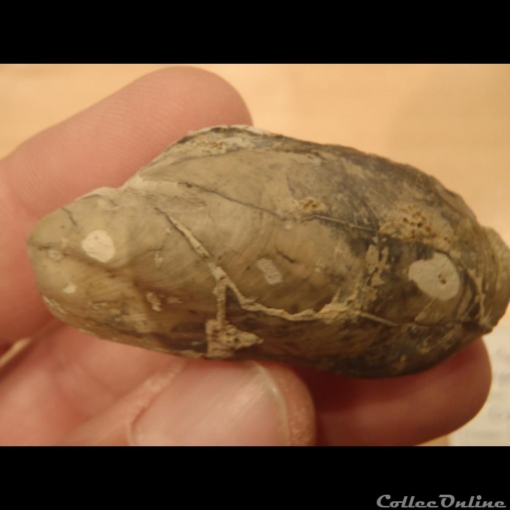 Modiolus bipartitus 4 coquillage fossile invertebre modiolus bipartitus