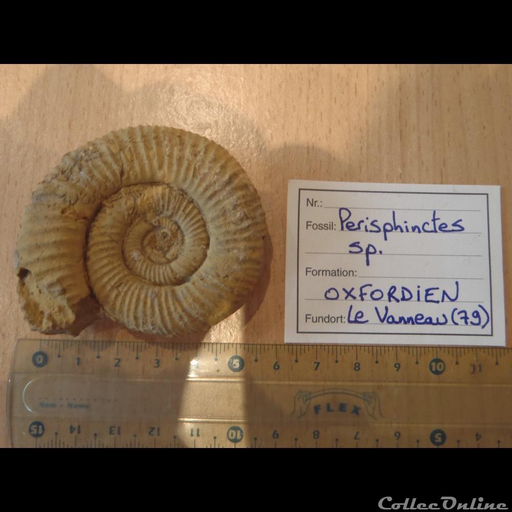 Perisphinctes sp. coquillage fossile invertebre perisphinctes sp