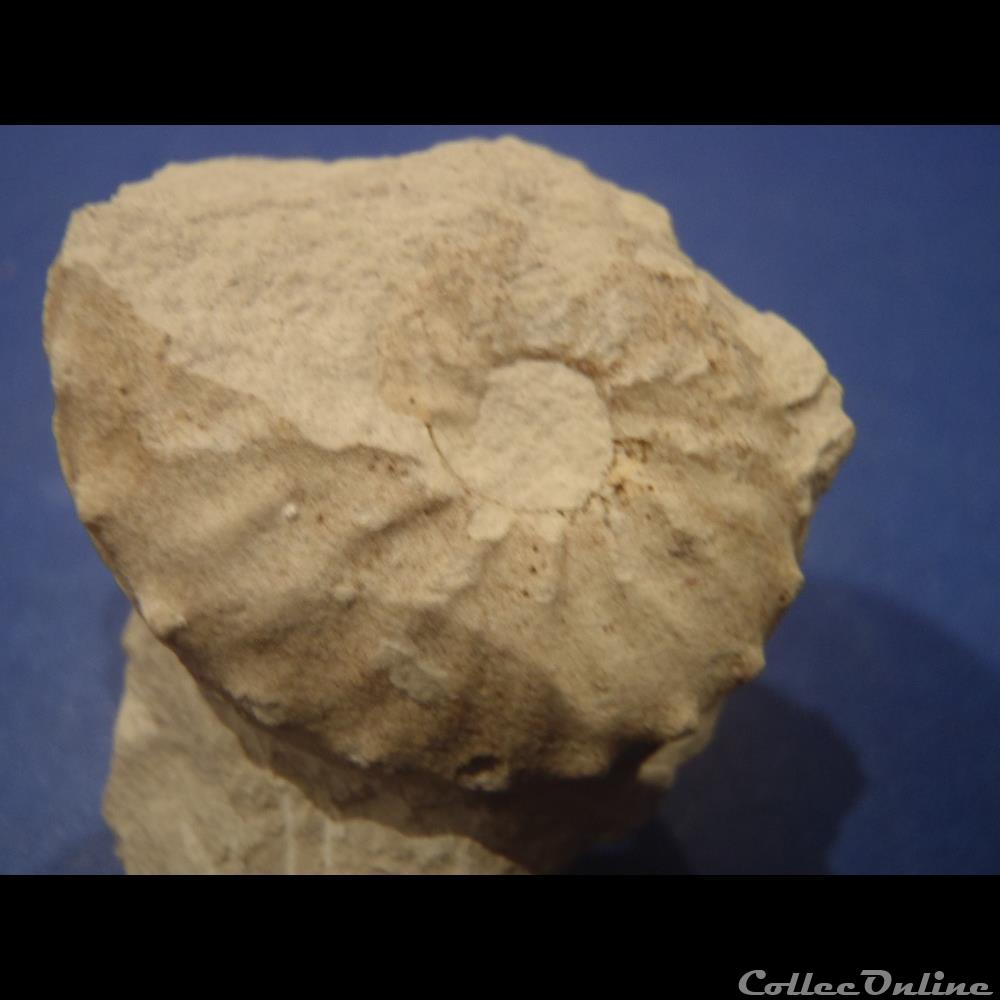 Schloenbachia varians 3 coquillage fossile invertebre schloenbachia varians