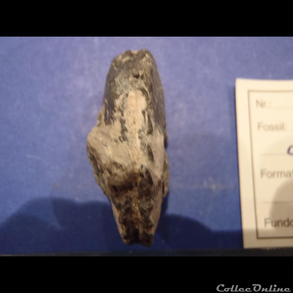 Euhoplites ochetonotus coquillage fossile invertebre euhoplites ochetonotus