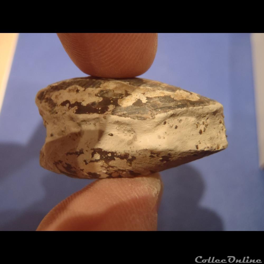 Modiolus bipartitus coquillage fossile invertebre modiolus bipartitus