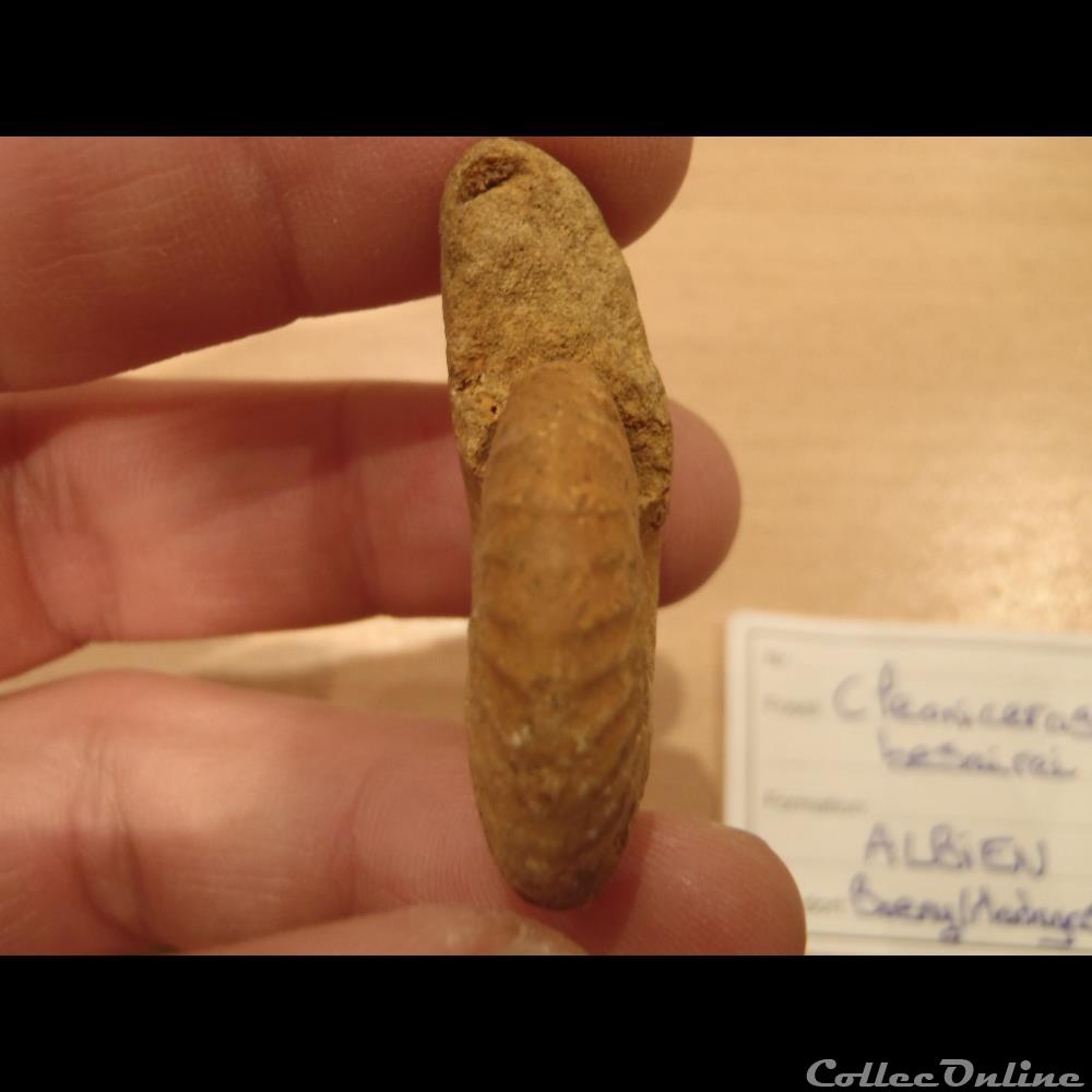 Cleoniceras besarei 5 coquillage fossile invertebre cleoniceras besarei 5