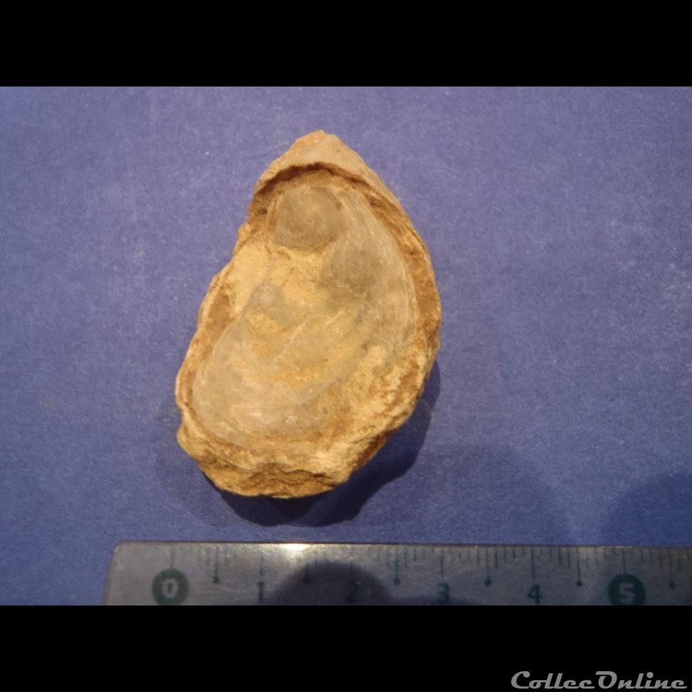 Bivalve indéterminé 2 coquillage fossile invertebre bivalve indetermine