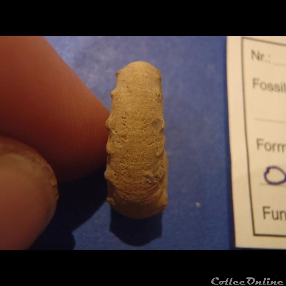 coquillage fossile invertebre euaspidoceras douvillei