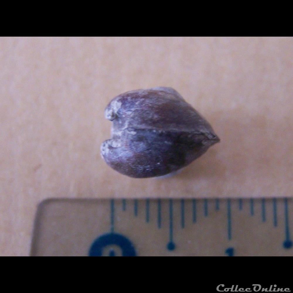 bivalves indéterminés 3 coquillage fossile invertebre bivalves indetermines
