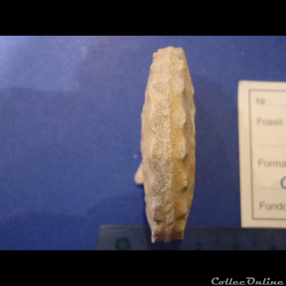 coquillage fossile schloenbachia varians