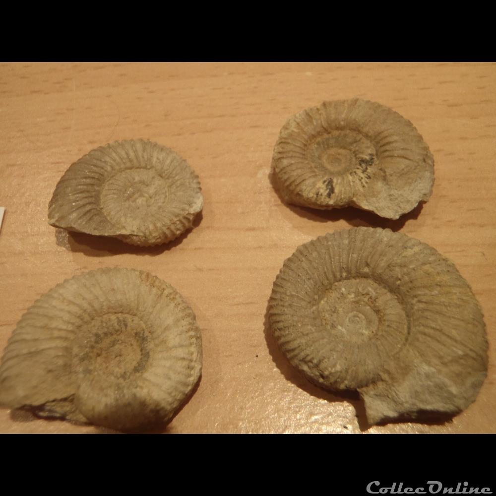 coquillage fossile garantiana garantiana
