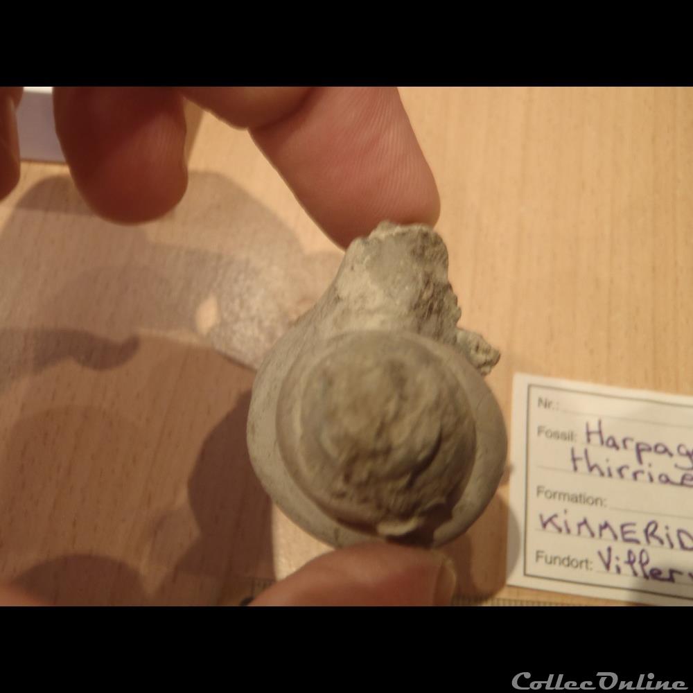 coquillage fossile invertebre harpagodes thirriae