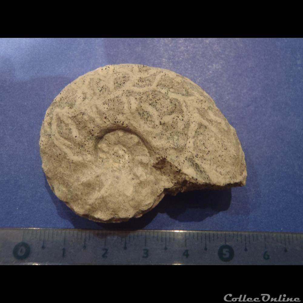 coquillage fossile invertebre schloenbachia varians
