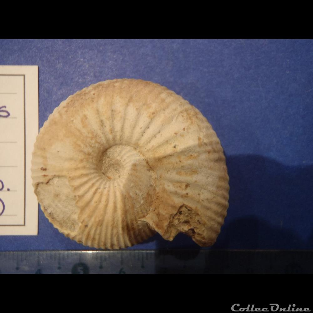 Chondroceras gervillii 3 coquillage fossile invertebre chondroceras gervillii