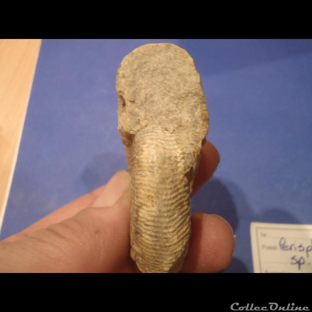 Perisphinctes sp. 4 coquillage fossile invertebre perisphinctes sp