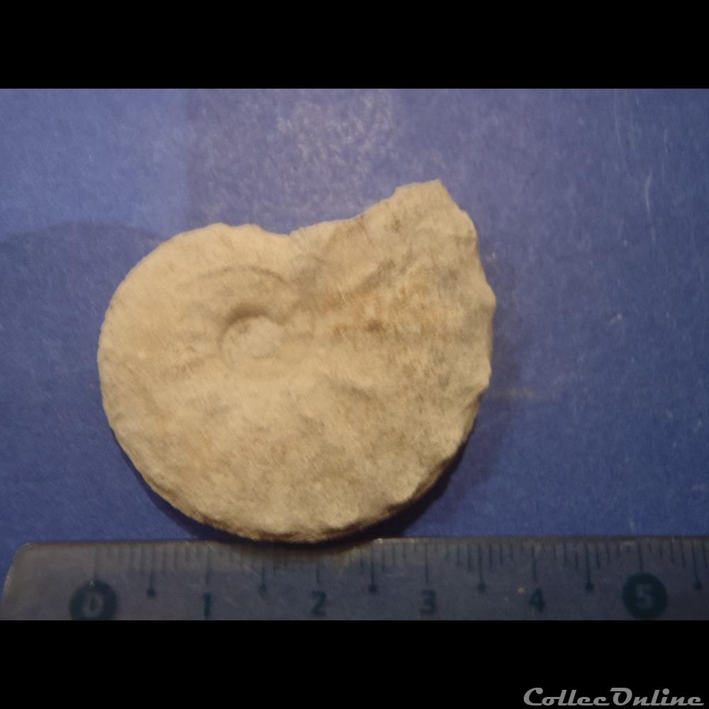 Schloenbachia varians 2 coquillage fossile invertebre schloenbachia varians