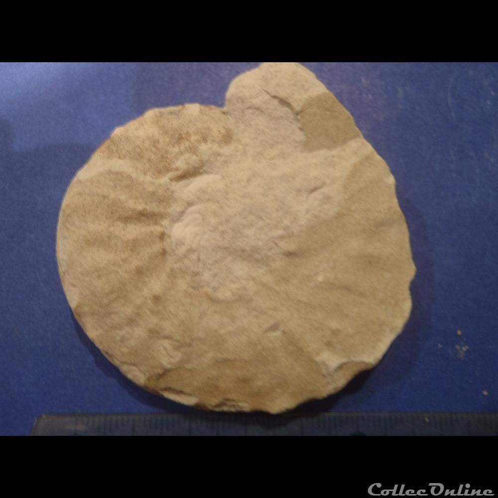 Schloenbachia varians 3 coquillage fossile invertebre schloenbachia varians