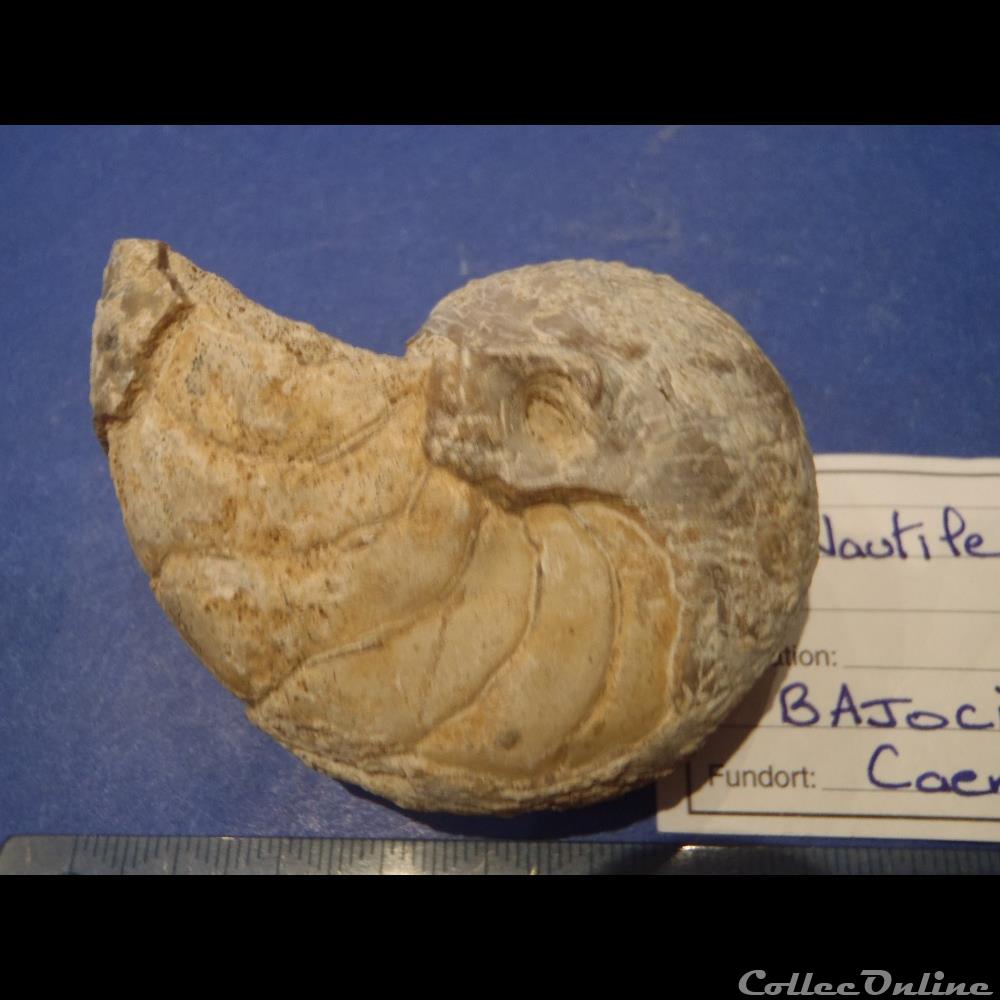 Nautile indéterminé 3 coquillage fossile invertebre nautile indetermine