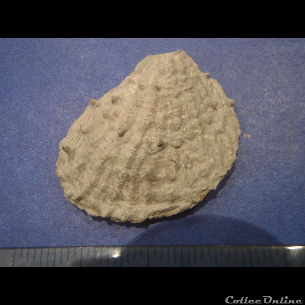 Plicatula radiola coquillage fossile plicatula radiola