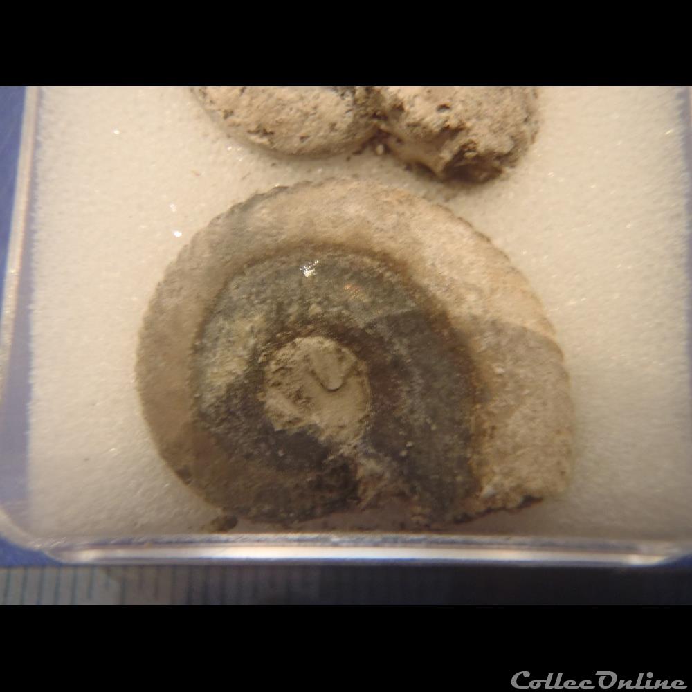 coquillage fossile invertebre anahoplites