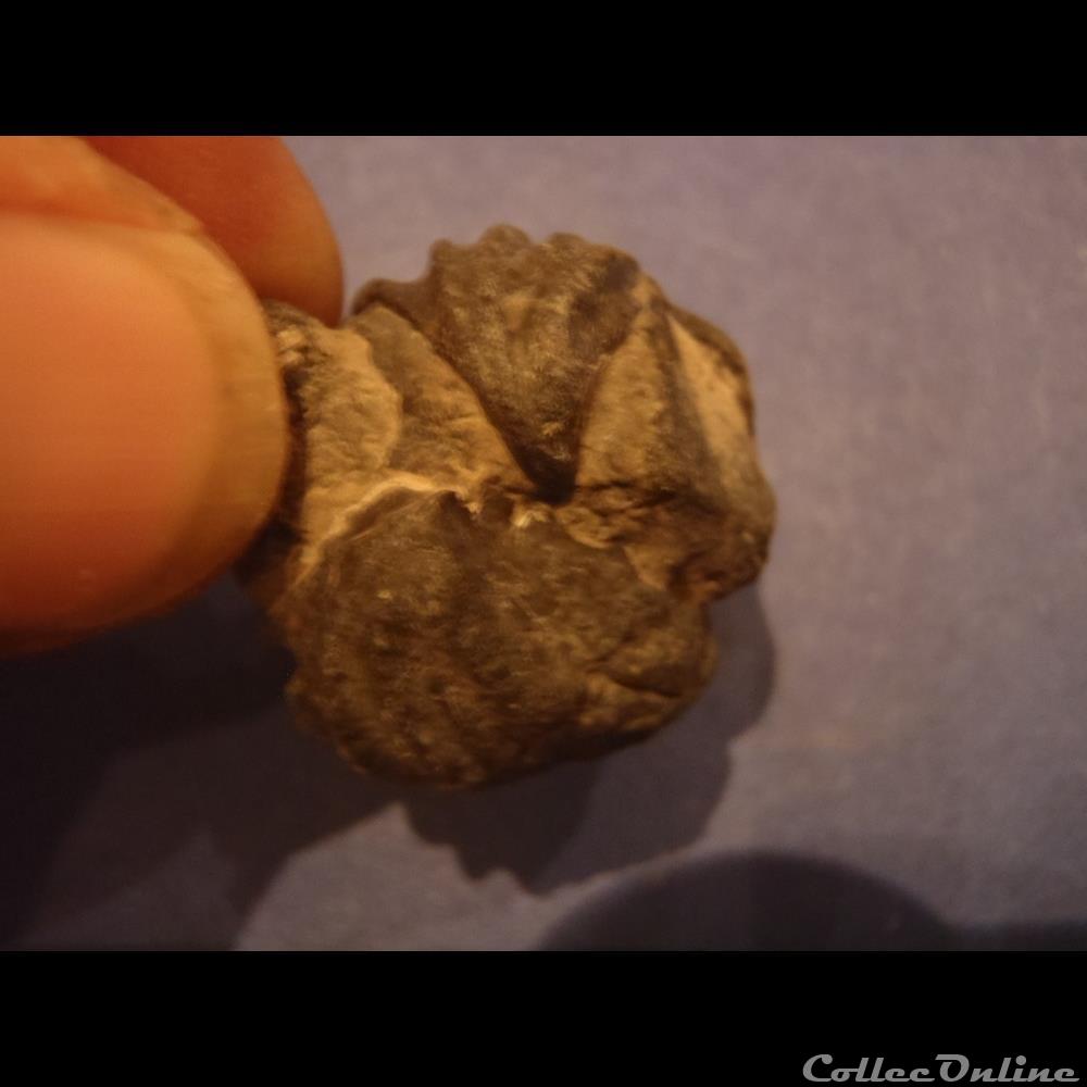 coquillage fossile invertebre inoceramus sulcatus