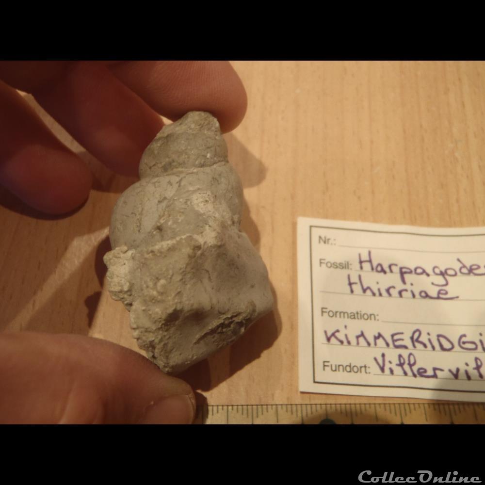 coquillage fossile invertebre harpagodes thirriae