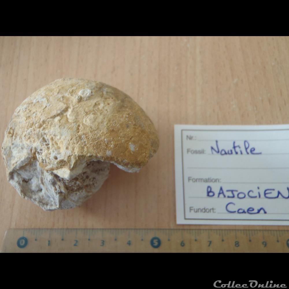 Nautile indéterminé 2 coquillage fossile nautile indetermine
