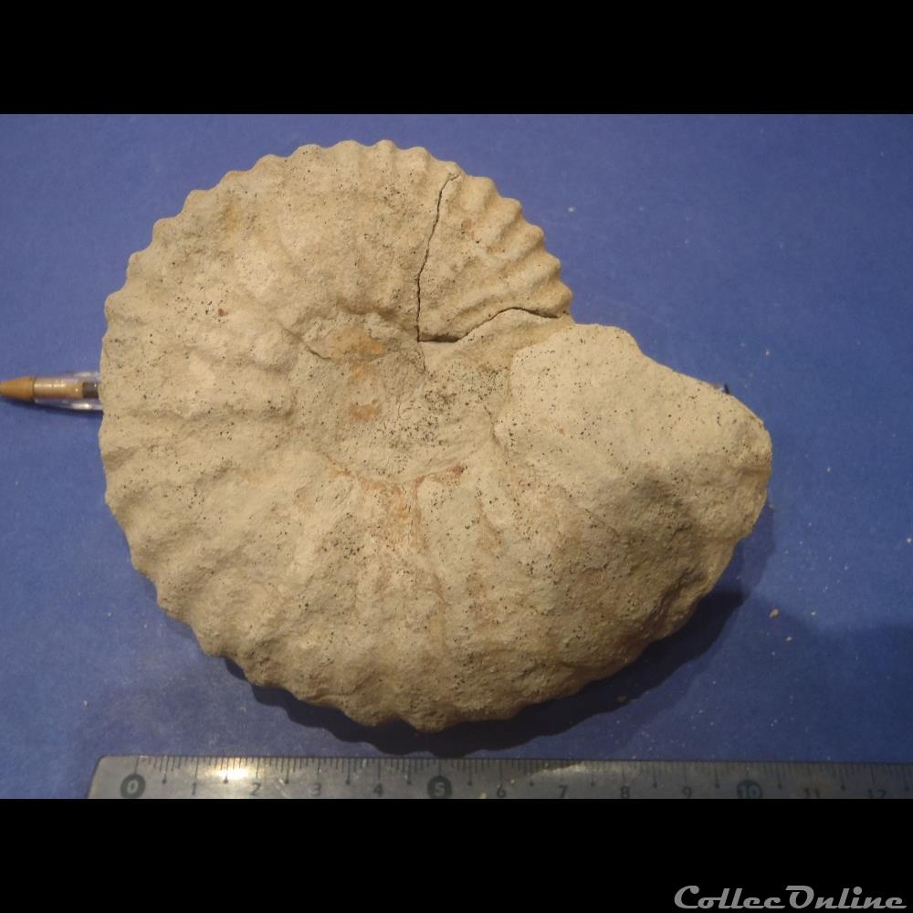 Mantelliceras mantelli coquillage fossile invertebre mantelliceras mantelli