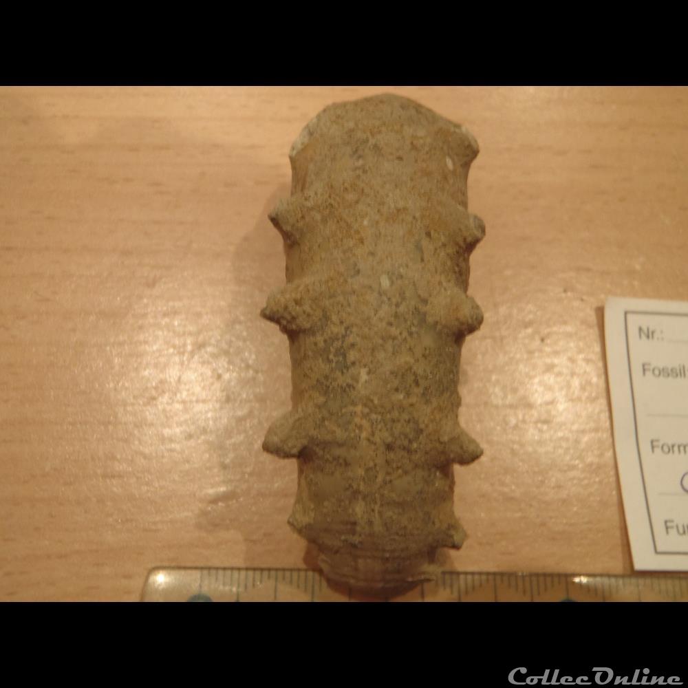 Euaspidoceras sp. coquillage fossile invertebre euaspidoceras sp