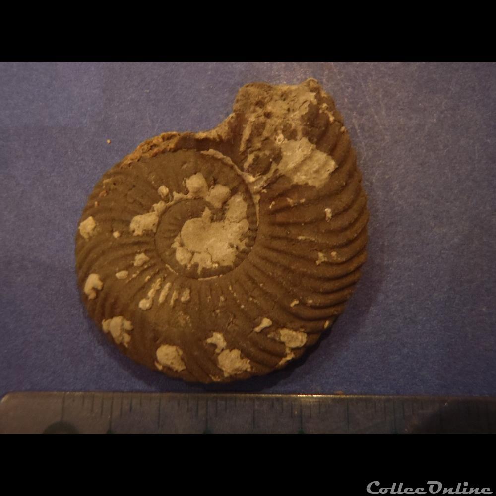 coquillage fossile indetermine