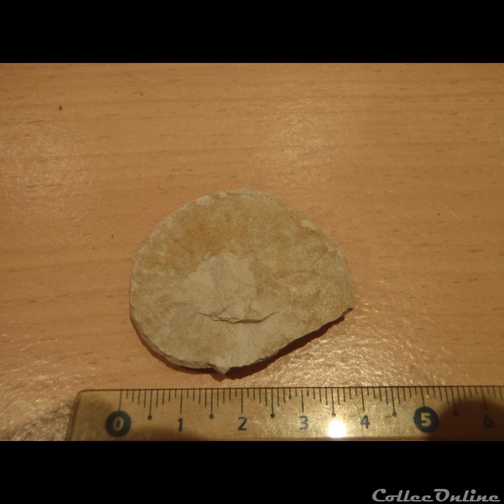Schloenbachia varians coquillage fossile invertebre schloenbachia varians