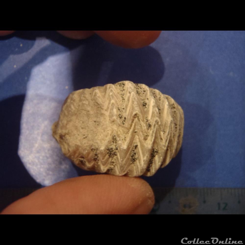 Rastellum diluvianum 2 coquillage fossile rastellum diluvianum