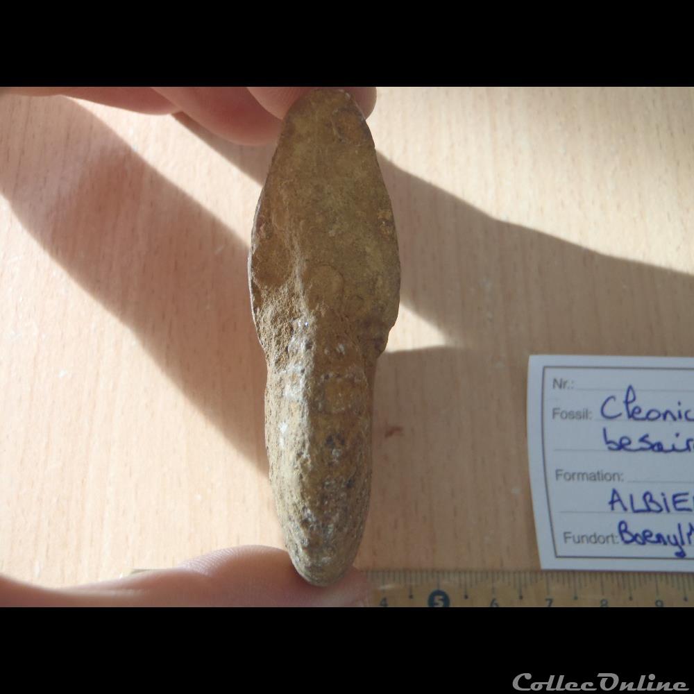 Cleoniceras besarei coquillage fossile invertebre cleoniceras besarei